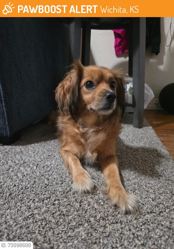 Found/Stray Female Dog last seen WTI, Wichita, KS 67217