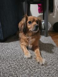 Found/Stray Female Dog last seen WTI, Wichita, KS 67217