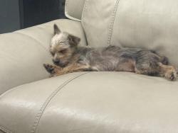 Reunited Female Dog last seen Near Cornwall ln Tampa Florida, Tampa, FL 33615