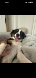 Lost Male Dog last seen Bermuda hallow bend, Brookshire TX 77423, Fort Bend County, TX 77423