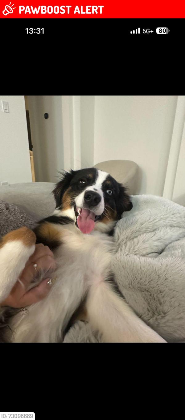 Lost Male Dog last seen Bermuda hallow bend, Brookshire TX 77423, Fort Bend County, TX 77423