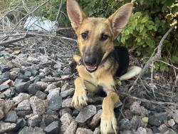 Found/Stray Female Dog last seen Renfro, Burleson, TX 76028
