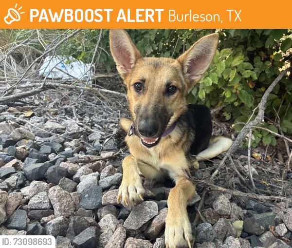 Found/Stray Female Dog last seen Renfro, Burleson, TX 76028