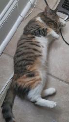 Lost Female Cat last seen Kathy ct near Blake drive, Douglasville, GA 30134