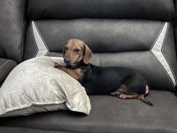 Lost Female Dog last seen 13th st and Delaware, Terre Haute, IN 47804