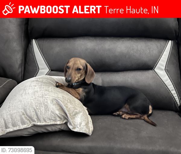 Lost Female Dog last seen 13th st and Delaware, Terre Haute, IN 47804