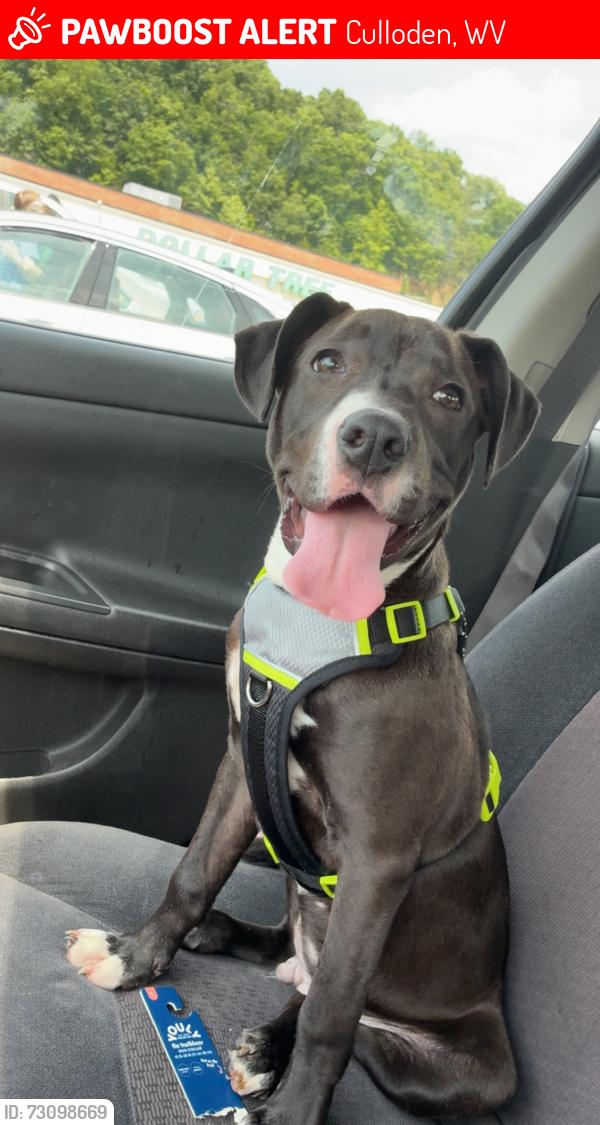 Lost Male Dog last seen Milton and Culloden area, Culloden, WV 25510