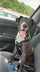 Lost Male Dog last seen Milton and Culloden area, Culloden, WV 25510
