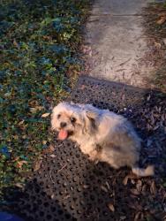 Found/Stray Unknown Dog last seen Ann Ln & Gilder rd, Houston, TX 77070