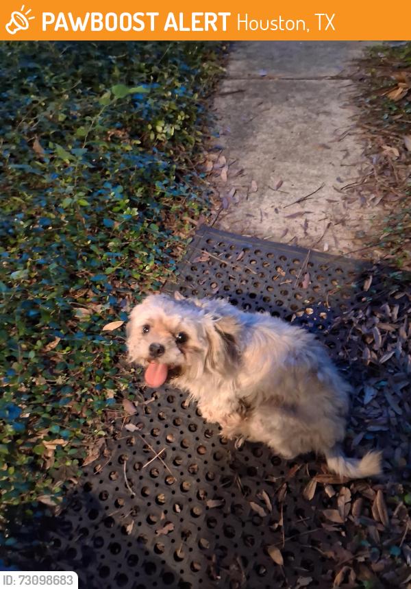 Found/Stray Unknown Dog last seen Ann Ln & Gilder rd, Houston, TX 77070