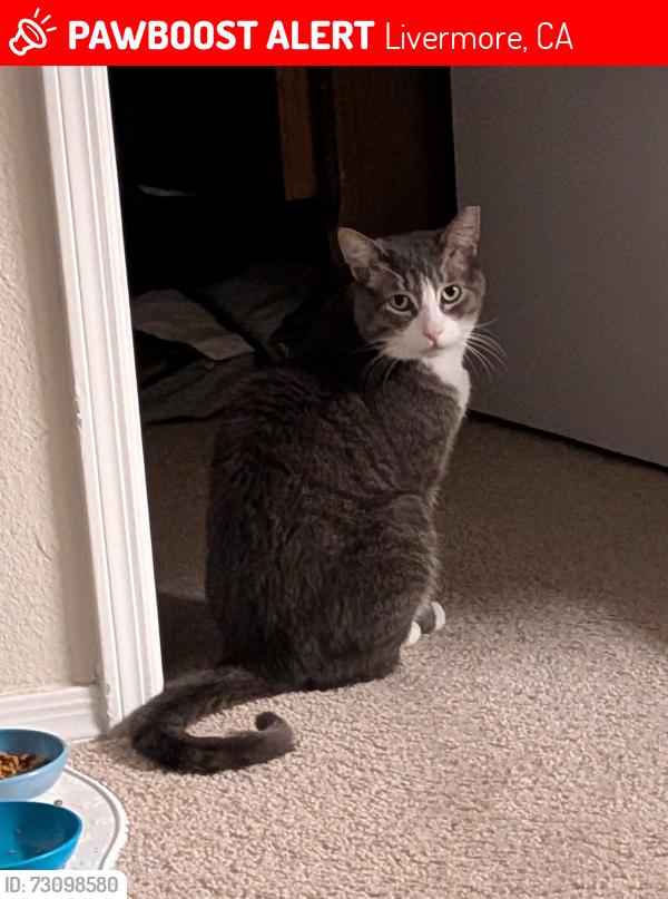 Lost Male Cat last seen Bluebell and Springtown, Livermore, CA 94551