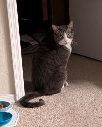Lost Male Cat last seen Bluebell and Springtown, Livermore, CA 94551