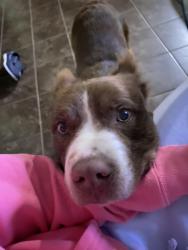 Reunited Male Dog last seen old Brownsville and bolen huse road, Loosahatchie Park, TN 38128