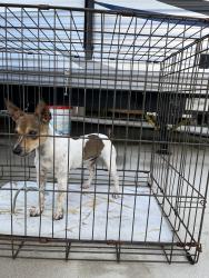 Found/Stray Male Dog last seen Lejeune, Hialeah Miami, Hialeah, FL 33013