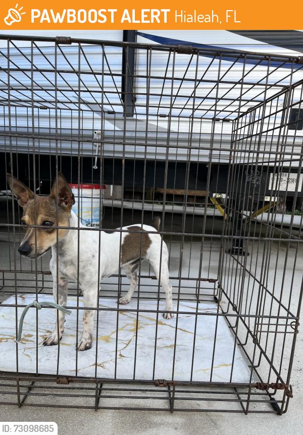 Found/Stray Male Dog last seen Lejeune, Hialeah Miami, Hialeah, FL 33013
