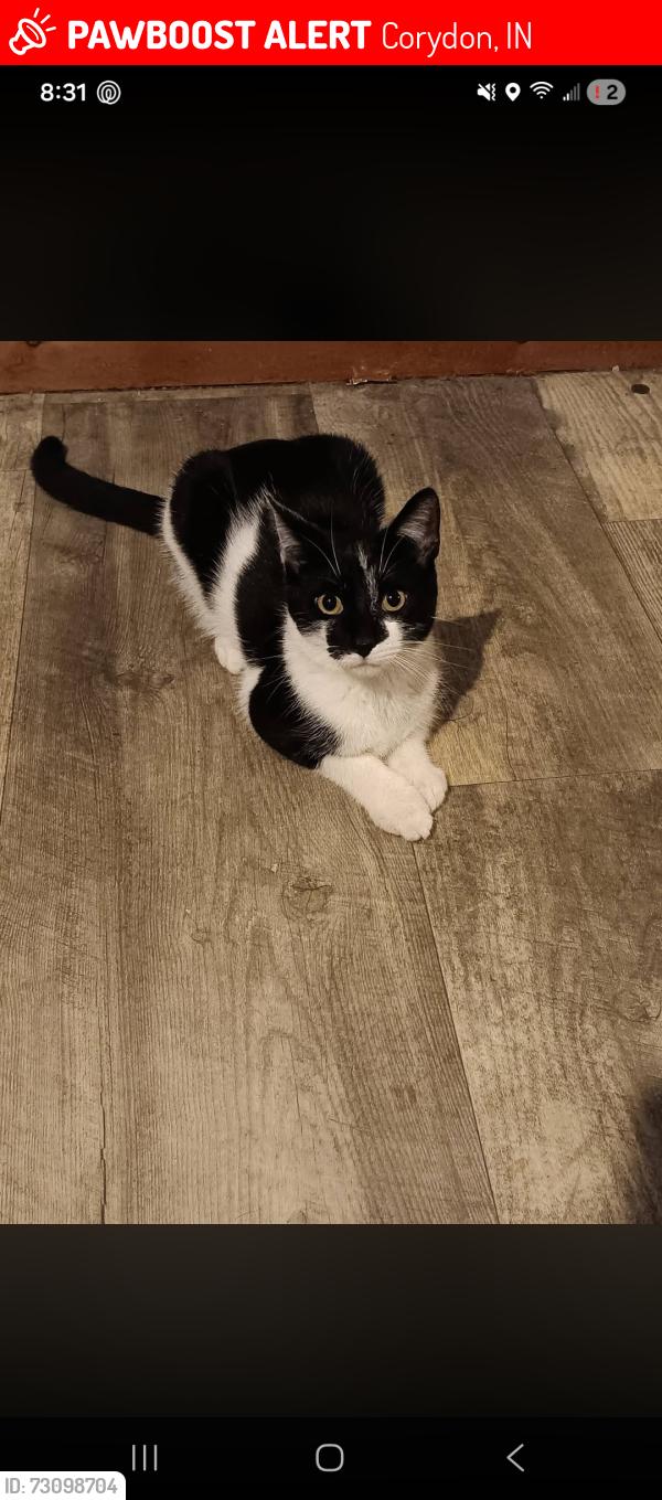 Lost Male Cat last seen Happy tails resort, Corydon, IN 47112