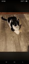 Lost Male Cat last seen Happy tails resort, Corydon, IN 47112
