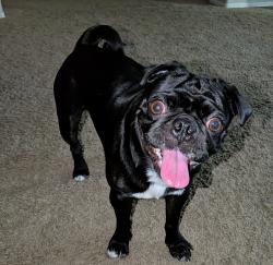 Lost Male Dog last seen Melpomene and Sterling Canyon, Corona de Tucson, AZ 85641