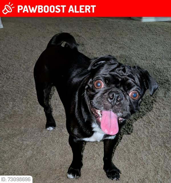 Lost Male Dog last seen Melpomene and Sterling Canyon, Corona de Tucson, AZ 85641