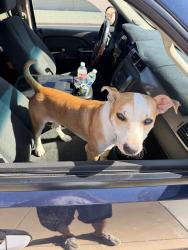 Found/Stray Male Dog last seen Greenfield and southern, Mesa, AZ 85206