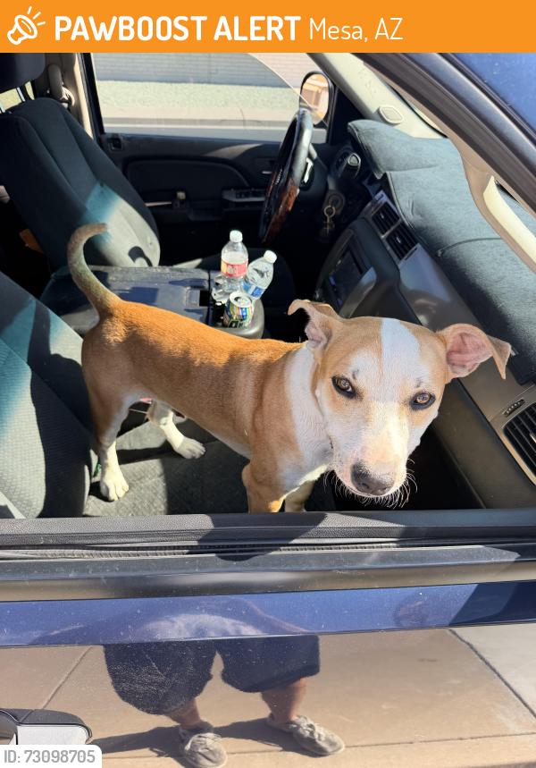 Found/Stray Male Dog last seen Greenfield and southern, Mesa, AZ 85206