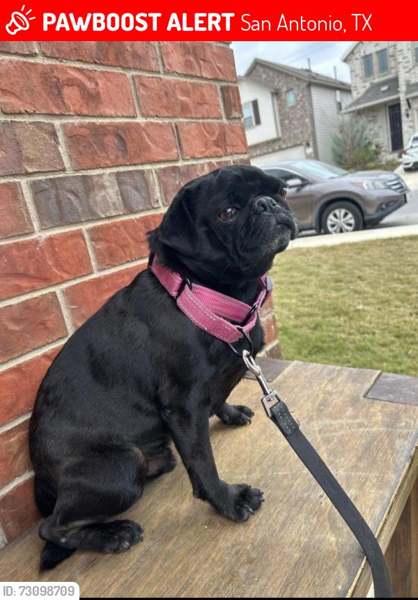 Lost Male Dog last seen Raytel & Talley, San Antonio, TX 78253