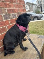 Lost Male Dog last seen Raytel & Talley, San Antonio, TX 78253