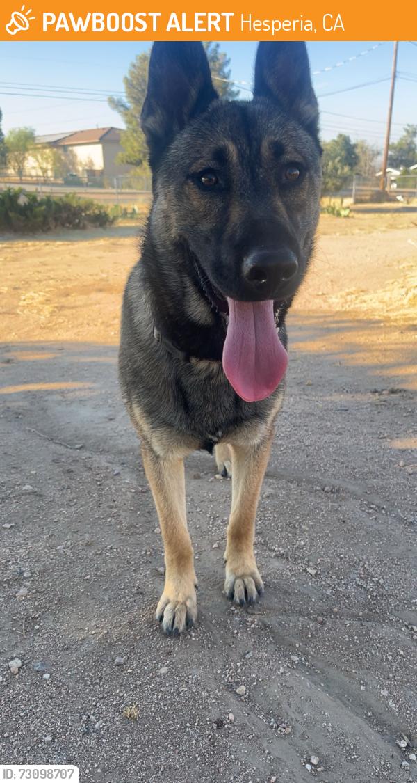 Found/Stray Male Dog last seen Railroad crossing, Hesperia, CA 92345