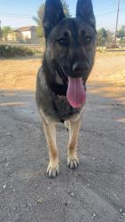Found/Stray Male Dog last seen Railroad crossing, Hesperia, CA 92345