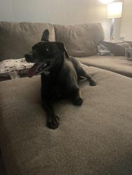 Reunited Female Dog last seen Gaspar ave and helen, Bethlehem, PA 18017