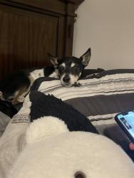 Reunited Male Dog last seen Outside Loma Vista, San Antonio, TX 78233