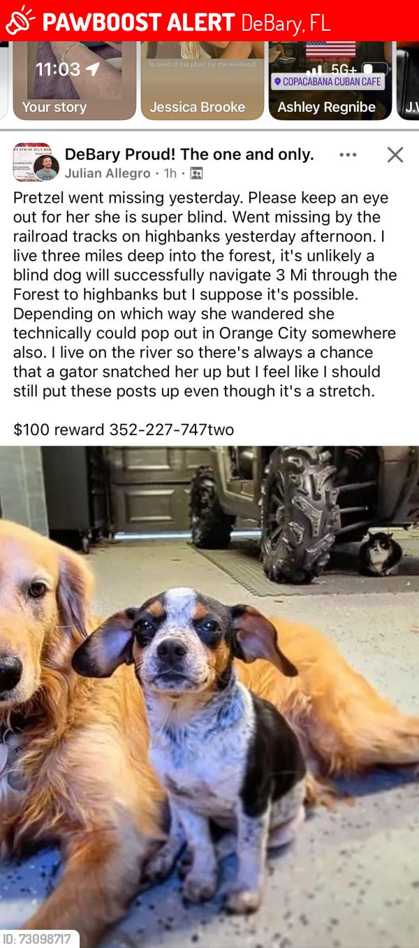 Lost Female Dog last seen Off of high banks near railroad tracks, DeBary, FL 32713