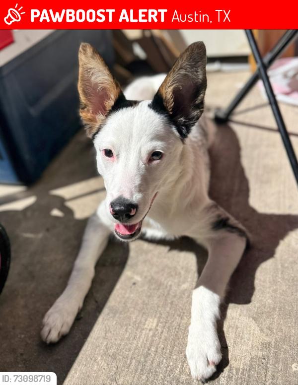 Lost Female Dog last seen Crossroads Dr & Maha Loop, Austin, TX 78610