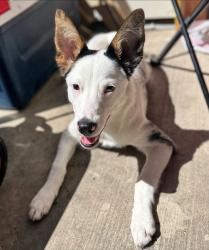 Lost Female Dog last seen Crossroads Dr & Maha Loop, Austin, TX 78610