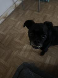 Found/Stray Male Dog last seen Walmart by gessner, Houston, TX 77071