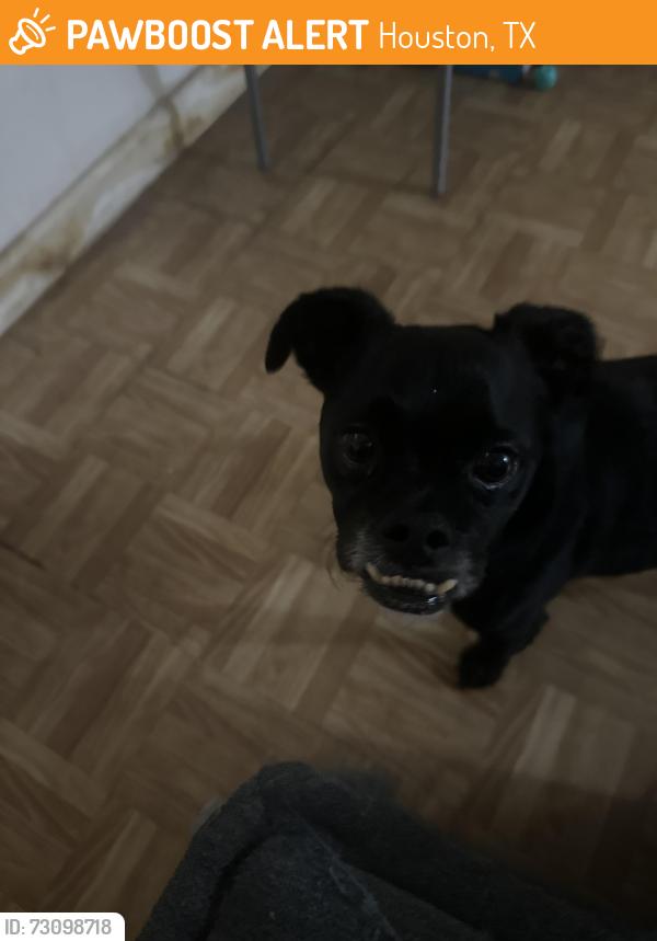 Found/Stray Male Dog last seen Walmart by gessner, Houston, TX 77071
