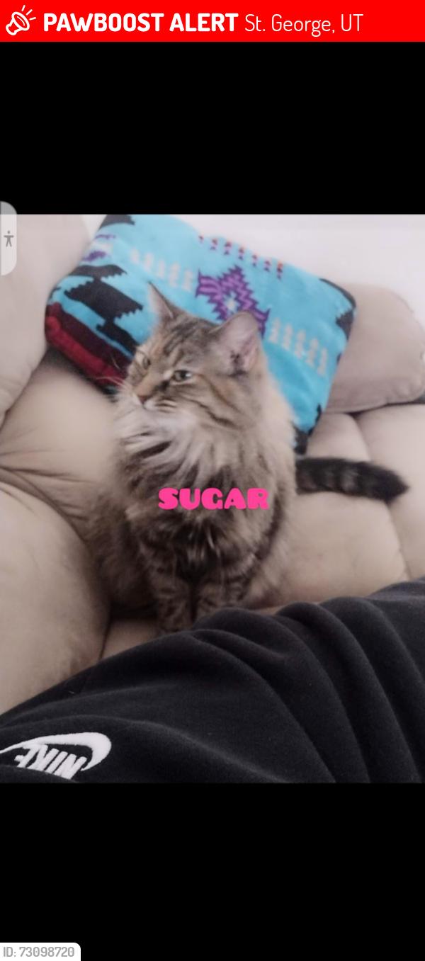 Lost Female Cat last seen Crossroads of valley view drive and Indian hills, St. George, UT 84770