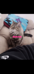 Lost Female Cat last seen Crossroads of valley view drive and Indian hills, St. George, UT 84770