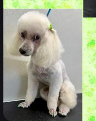Lost Female Dog last seen Near tamarind pass, San Antonio, TX 78253