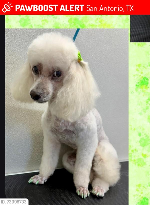 Lost Female Dog last seen Near tamarind pass, San Antonio, TX 78253