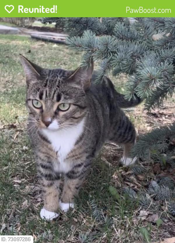 Reunited Female Cat last seen Near 117 ave, Edmonton, AB T5M 0G8