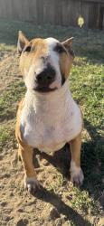Lost Female Dog last seen Bon view park, Ontario, CA 91761