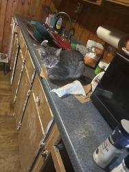 Lost Female Cat last seen S main st London Ohio , London, OH 43140