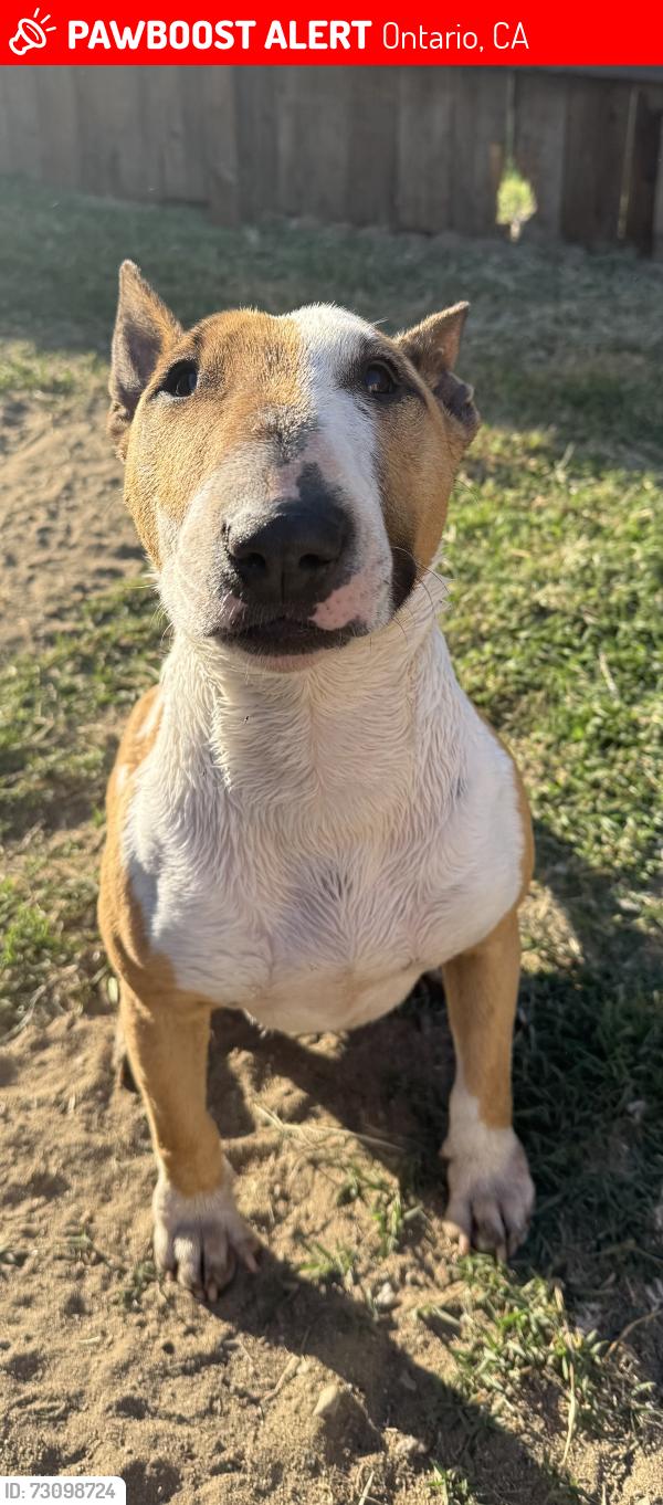 Lost Female Dog last seen Bon view park, Ontario, CA 91761