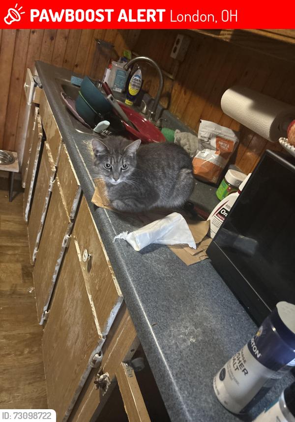 Lost Female Cat last seen S main st London Ohio , London, OH 43140