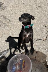 Lost Female Dog last seen Near East Yale Ave fresno ca, Fresno, CA 93703