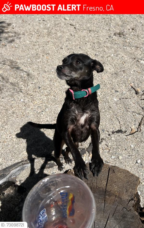 Lost Female Dog last seen Near East Yale Ave fresno ca, Fresno, CA 93703