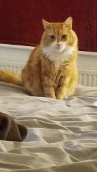 Lost Male Cat last seen Westgreen rd, Duckett's Green, England N15 3LS