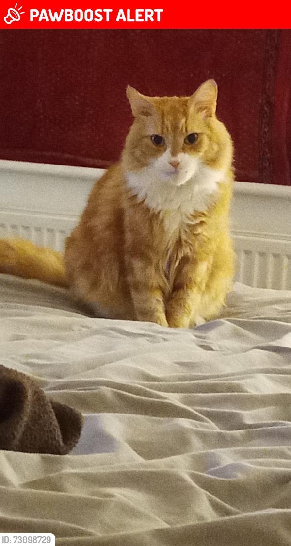 Lost Male Cat last seen Westgreen rd, Duckett's Green, England N15 3LS