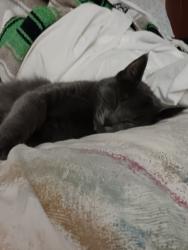 Lost Female Cat last seen James St on the east. McCoy Road on the west., Elk Run Heights, IA 50707